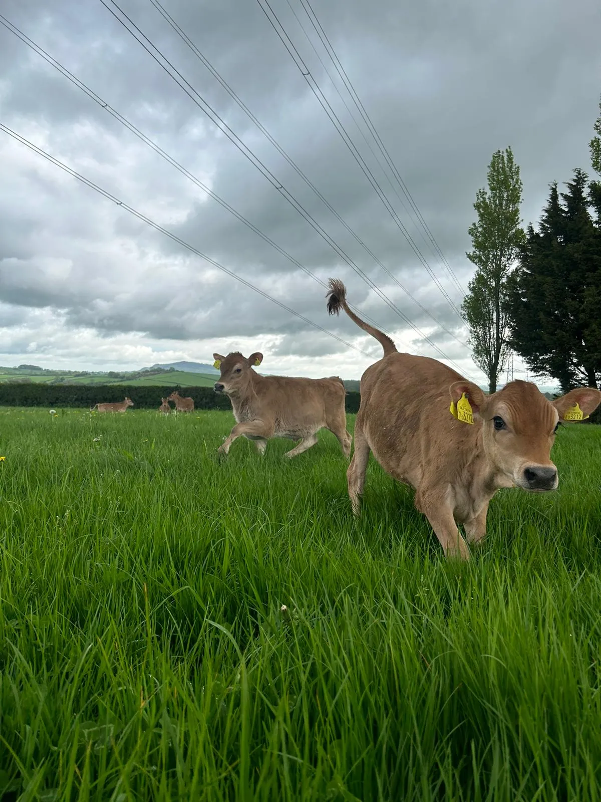 Two Jersey calves running through fresh green grass