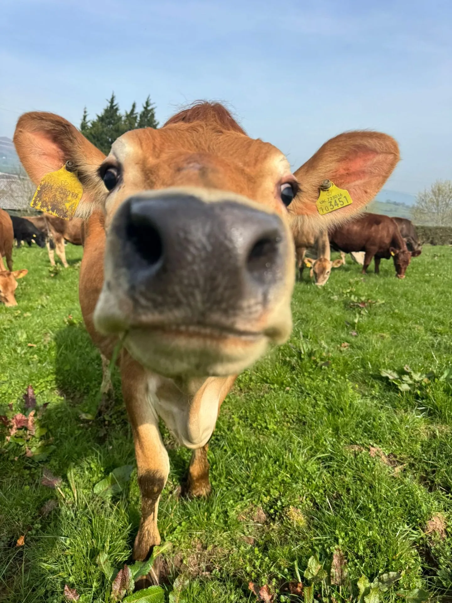 Close-up of a curious Jersey cow at Josh's Jerseys