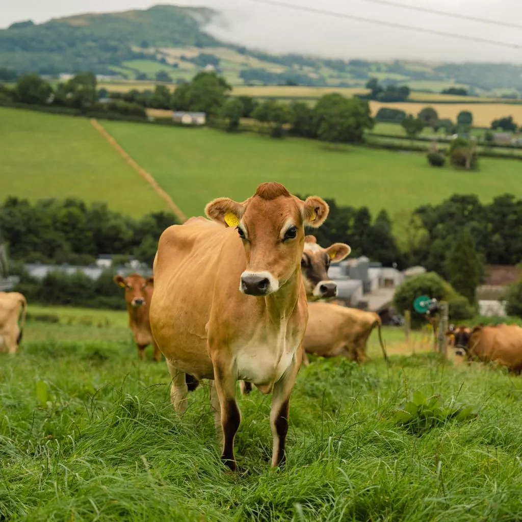 A golden Jersey cow grazing in lush green pasture above the Abergavenny valley